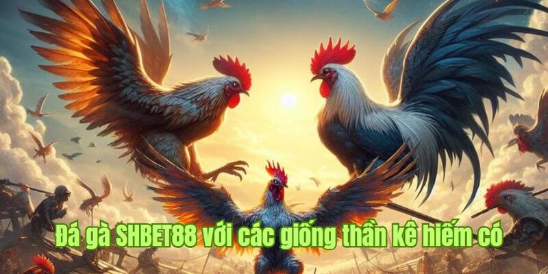 Đá gà SHBET88 với các giống thần kê hiếm có 